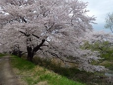 t2015.4.25 2.jpg